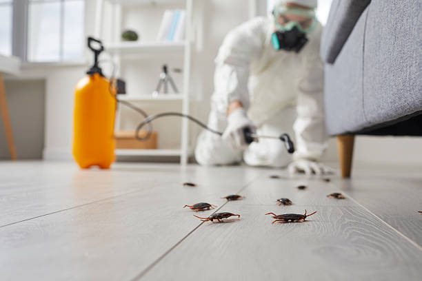 Post-Treatment Bed Bug Interceptor Monitoring in Haddon Heights